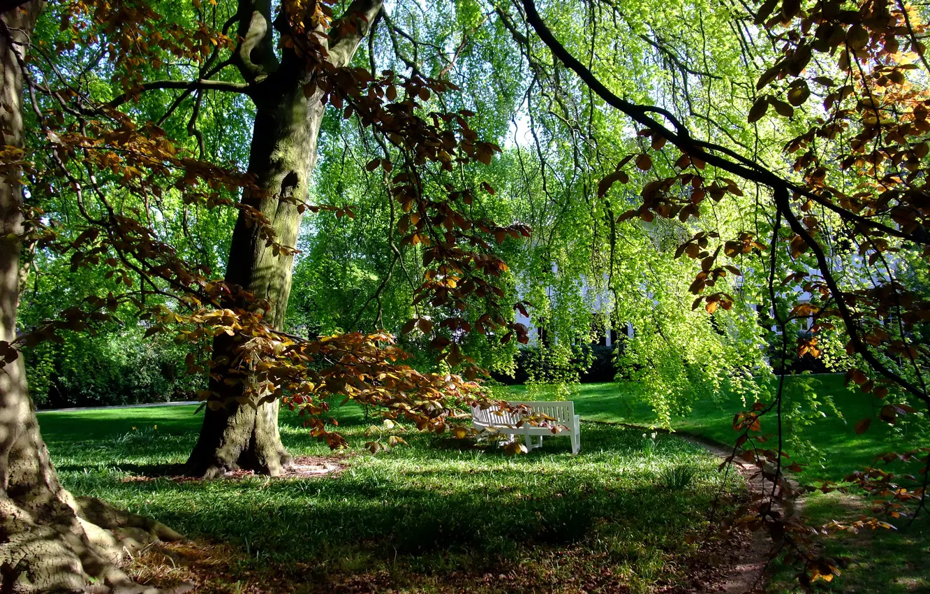 Фото обои осень, трава, деревья, парк, Гамбург, скамья