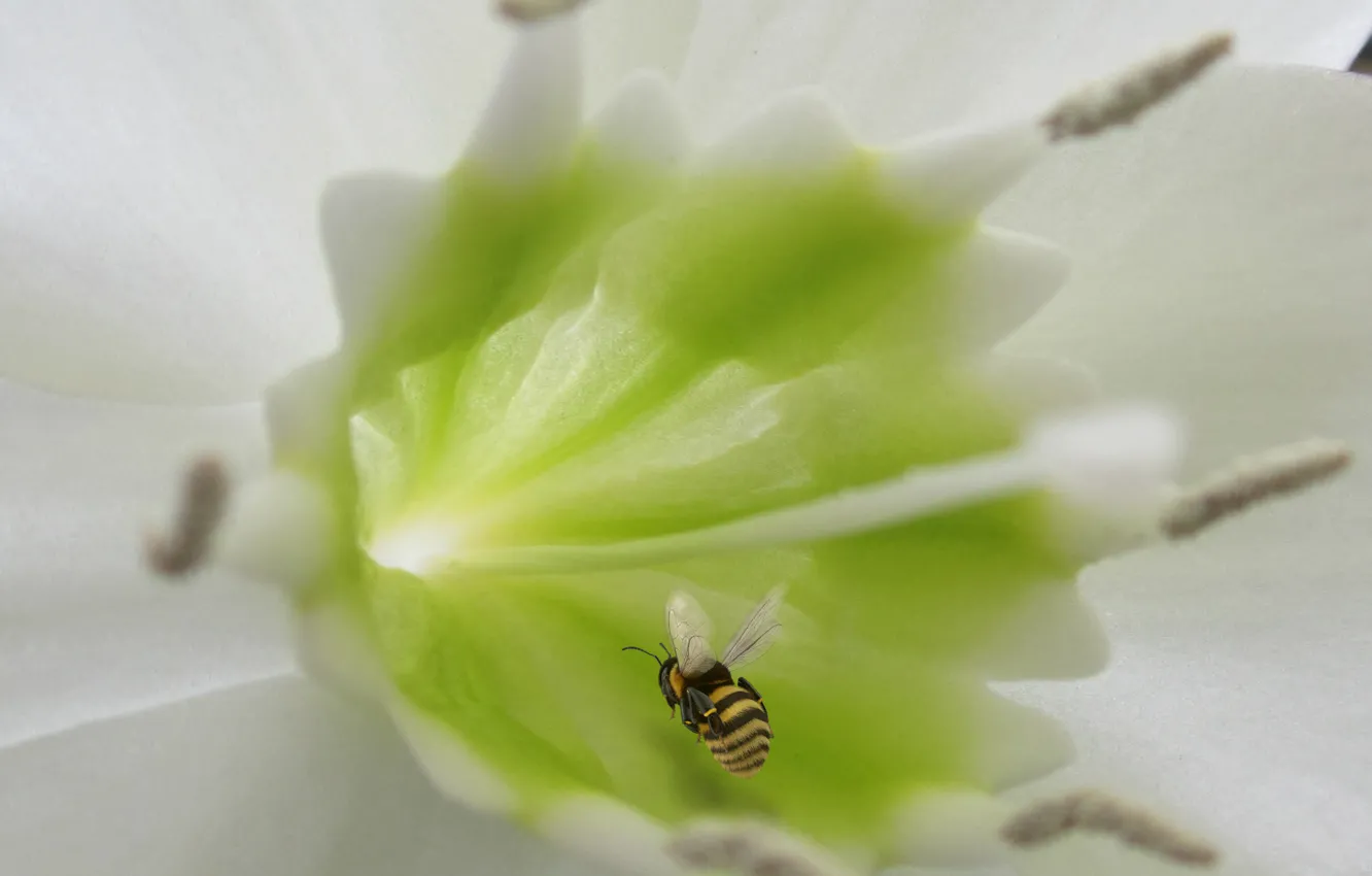 Фото обои flower, bee, stamens, queen bee, pistil