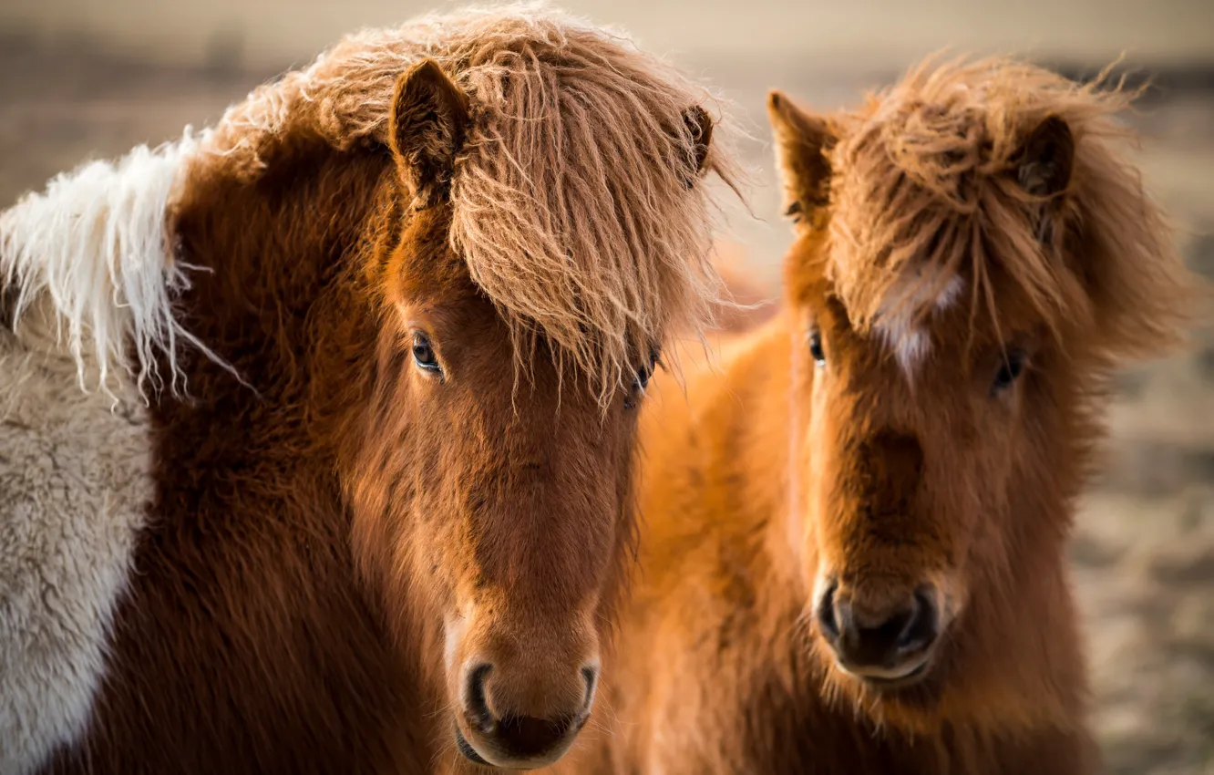 Фото обои природа, кони, Icelandic horses