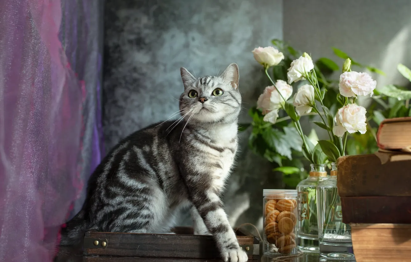Фото обои кошка, кот, взгляд, цветы, поза, книги, букет, печенье