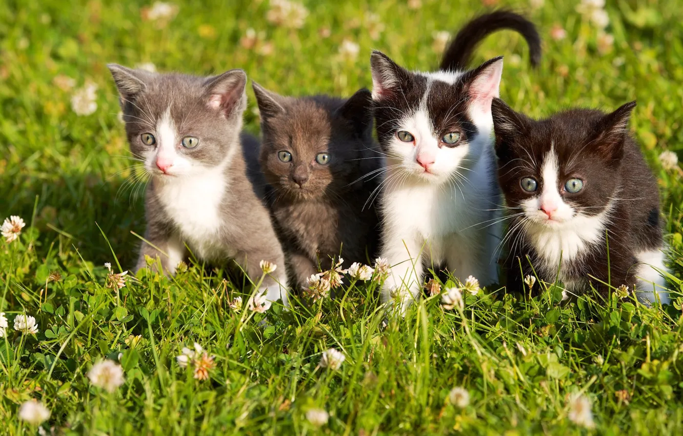 Фото обои трава, глазки, котята, малыши