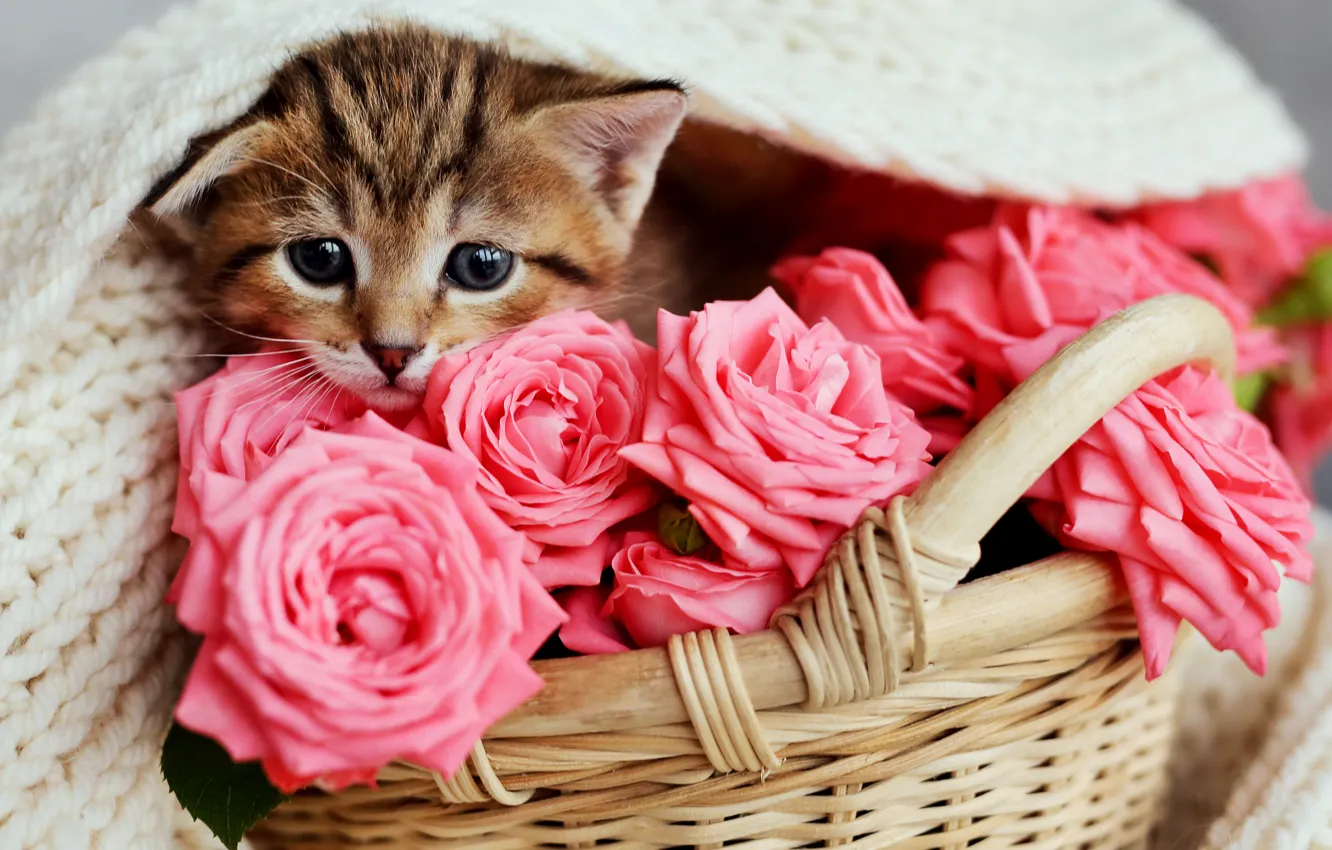 Фото обои розы, малыш, розовые, корзинка, Marlla Zotova
