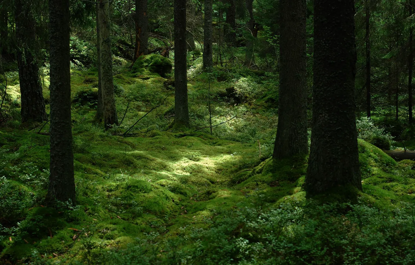 Фото обои лес, деревья, природа, мох, Швеция, Sweden
