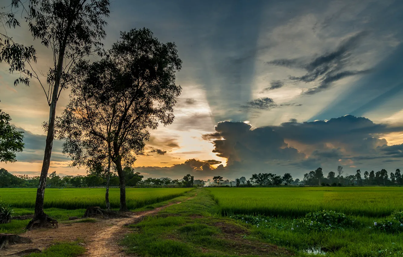 Фото обои зелень, поле, небо, трава, облака, деревья, Вьетнам, тропинка