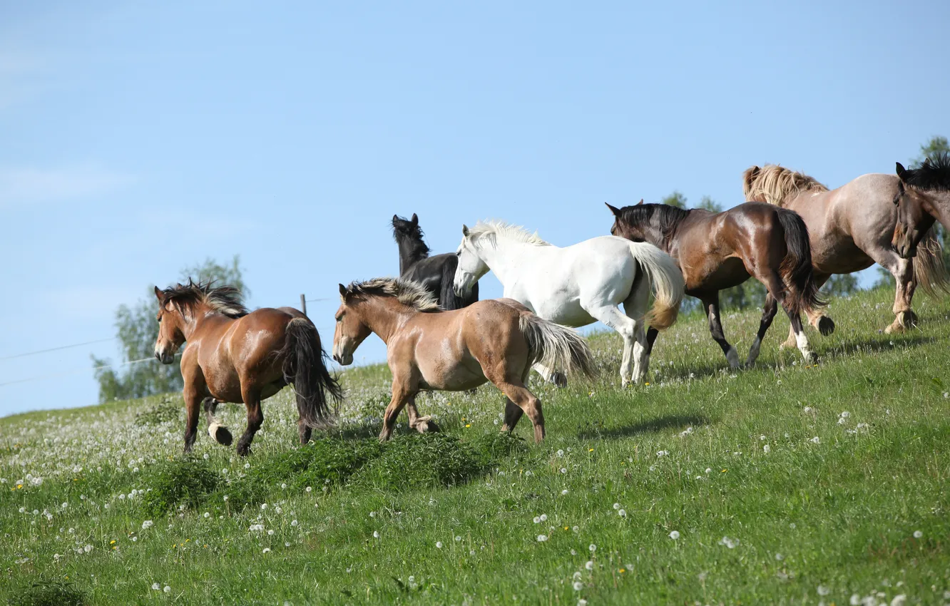 Фото обои поле, трава, кони, лошади, табун