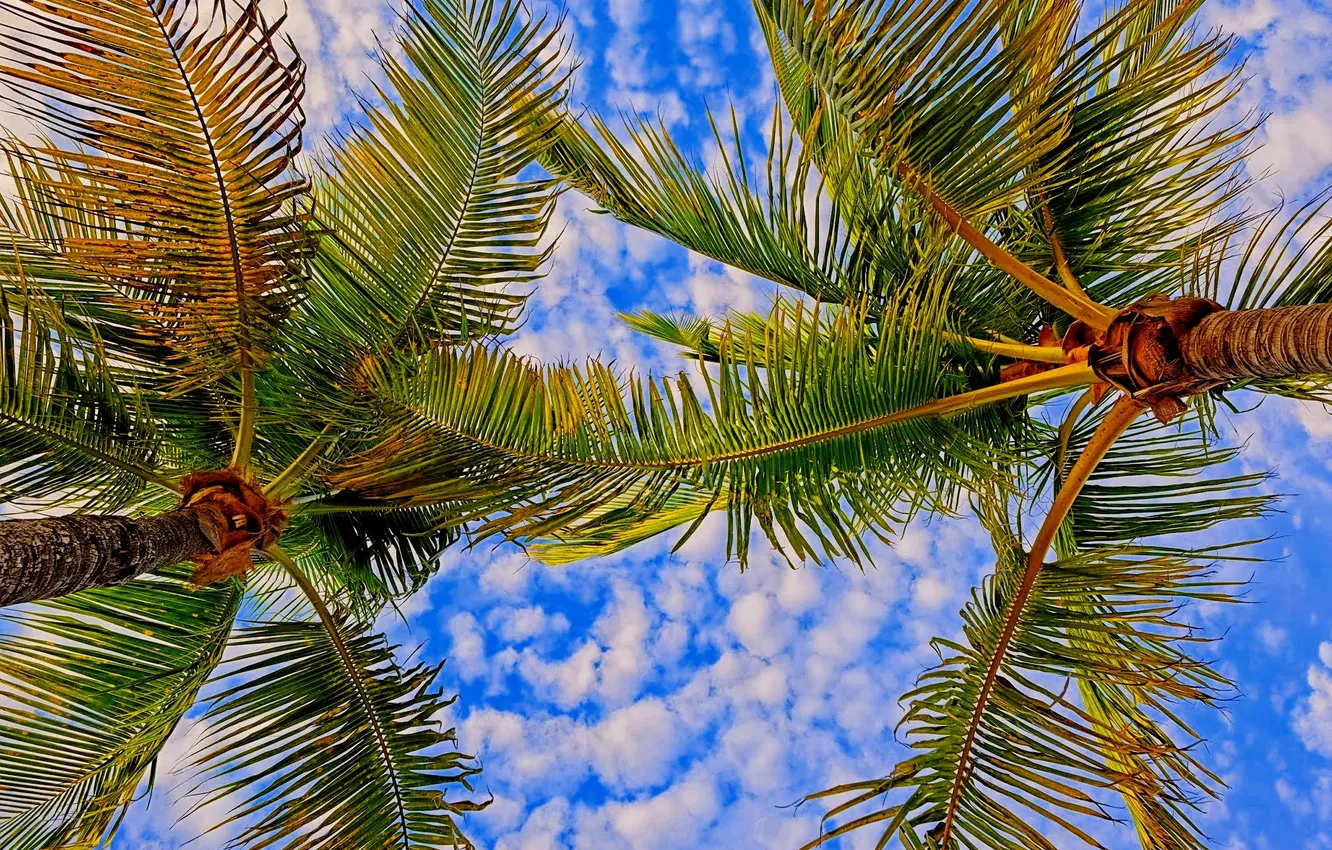 Фото обои небо, листья, облака, пальма