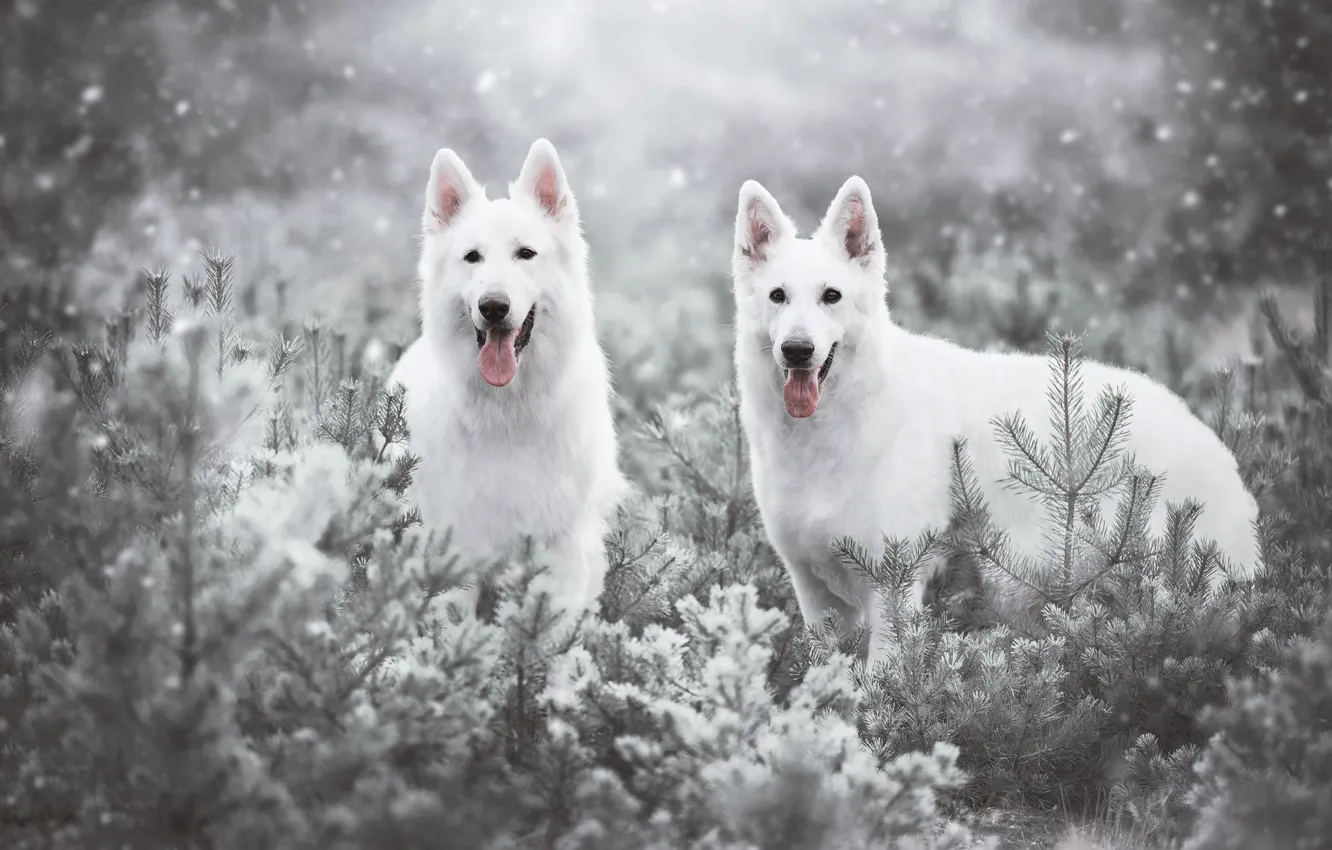 Фото обои собаки, снег, ели, парочка, Белая швейцарская овчарка