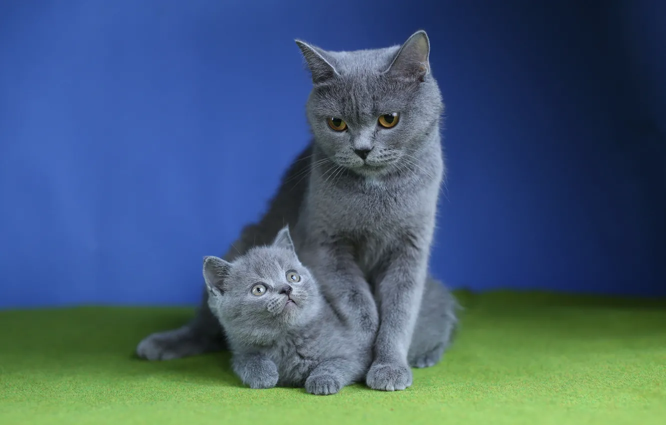 Фото обои кошка, кошки, котенок, фон, котёнок, мама, мать, британские