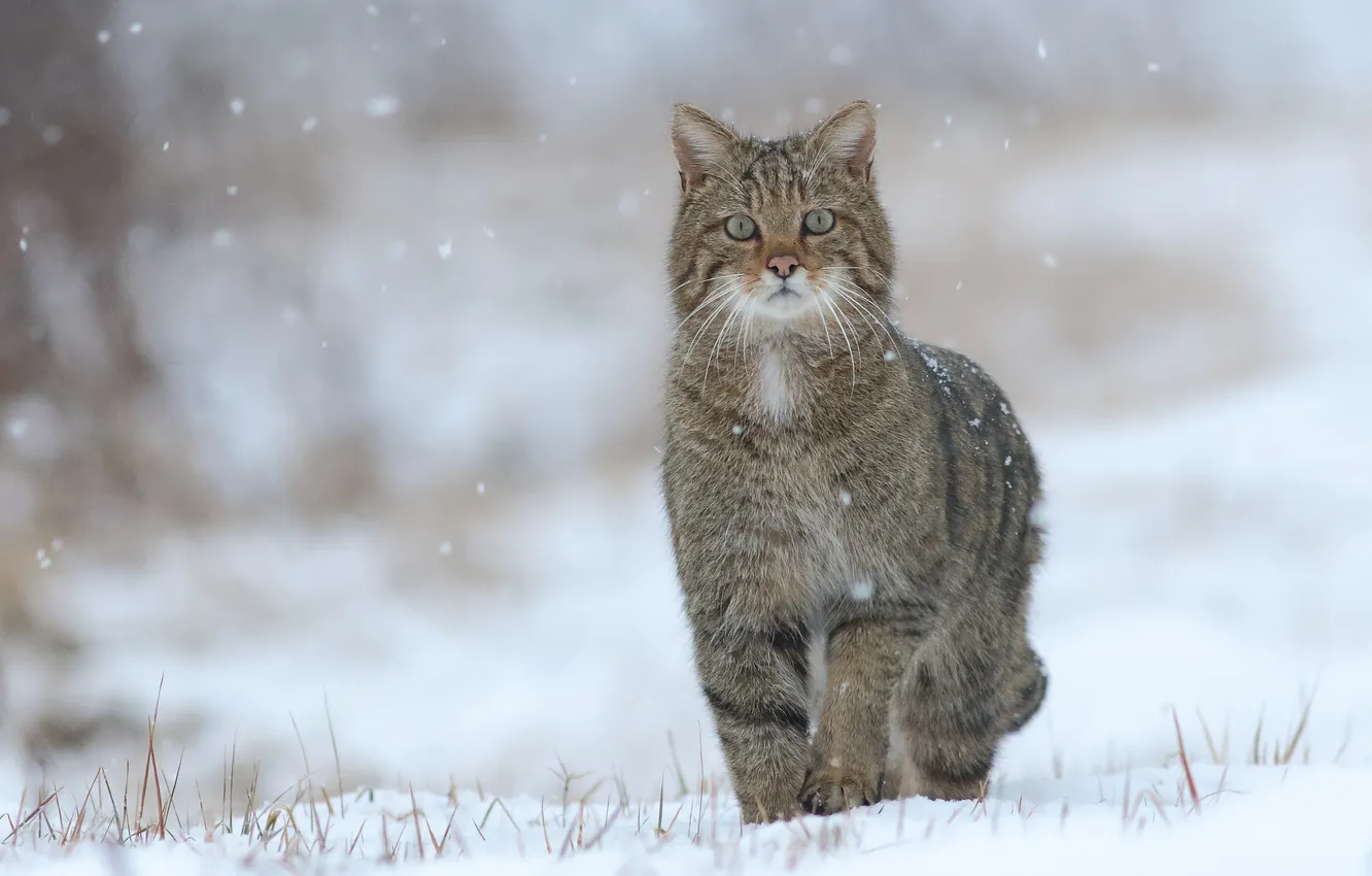 Фото обои кошка, взгляд, снег, снежинки, в снегу, Кот, cat, snow