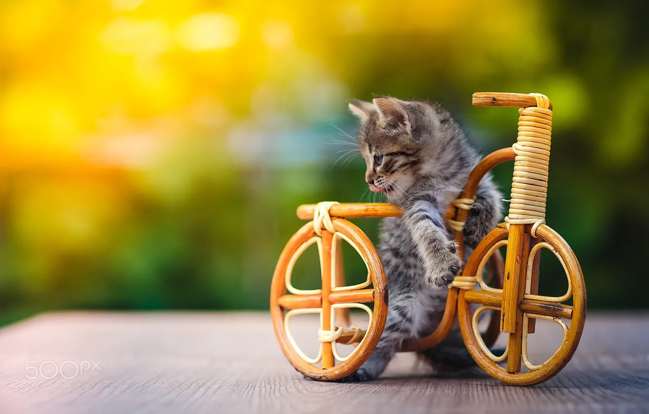 Фото обои велосипед, котенок, игрушка, кот.кошка