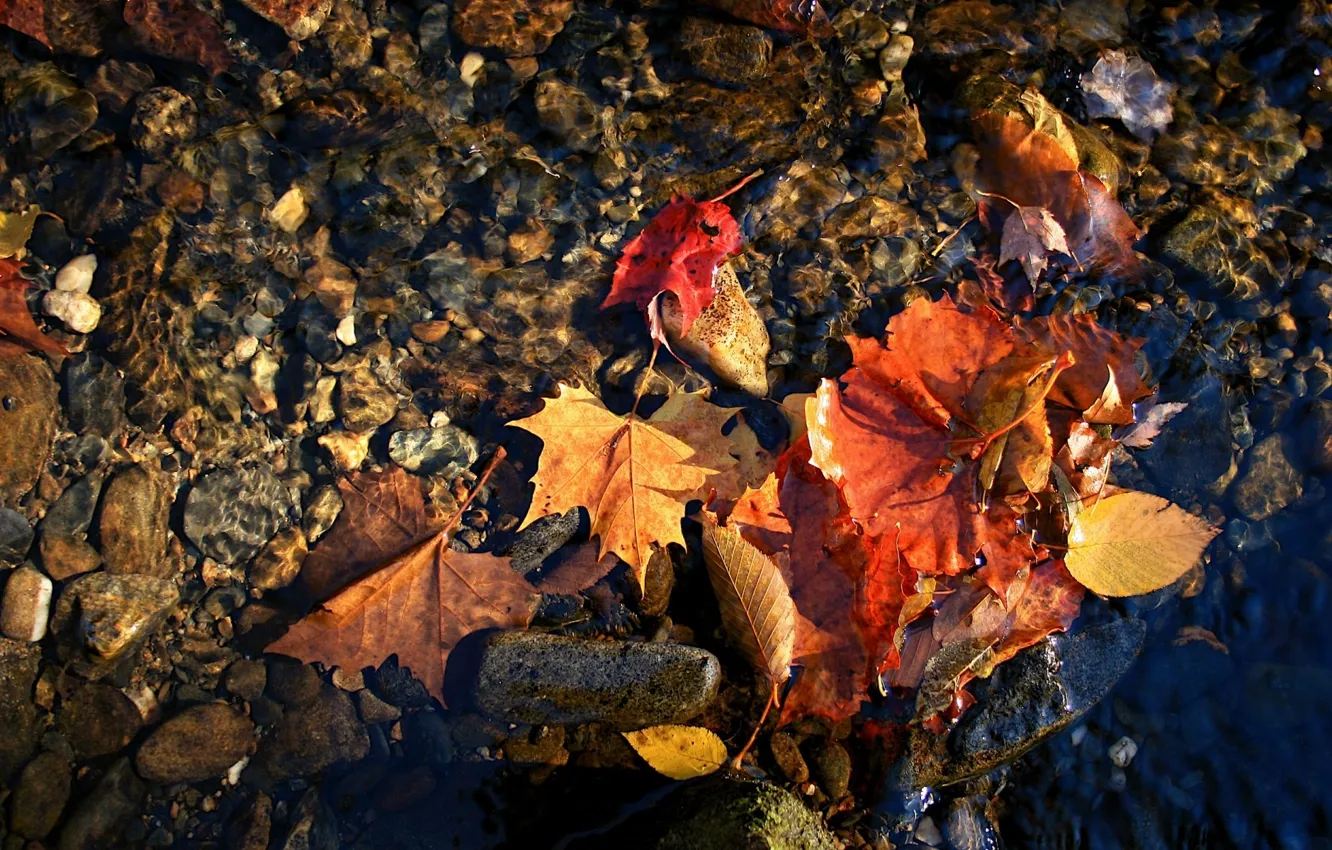 Фото обои осень, макро, красные листья вода