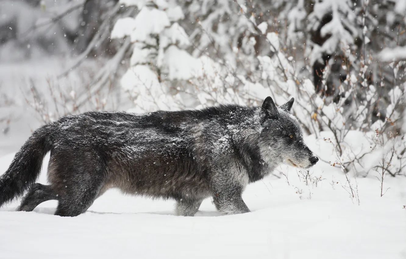 Фото обои nature, Gray Wolf, face, animal, wolf, canis lupus, wildlife, head