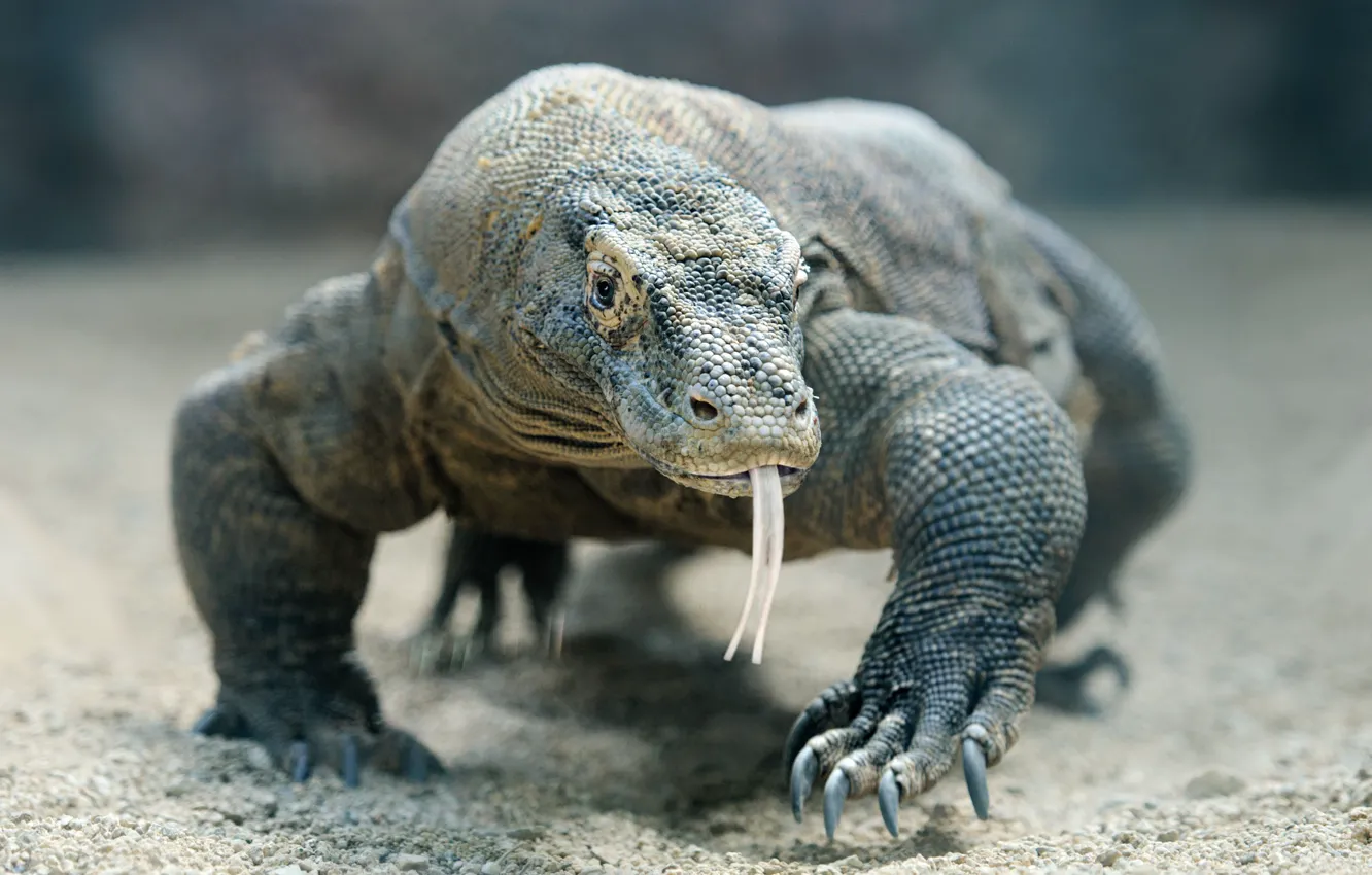 Фото обои lizard, reptil, komodo