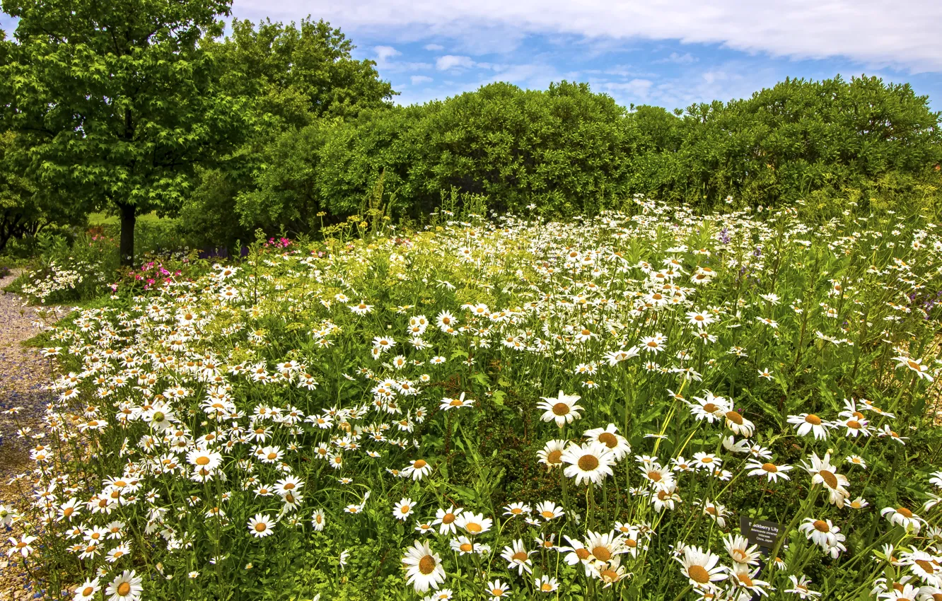 Фото обои лето, цветы, ромашки, Чикаго, США, кусты, Garfield Park Conservatory