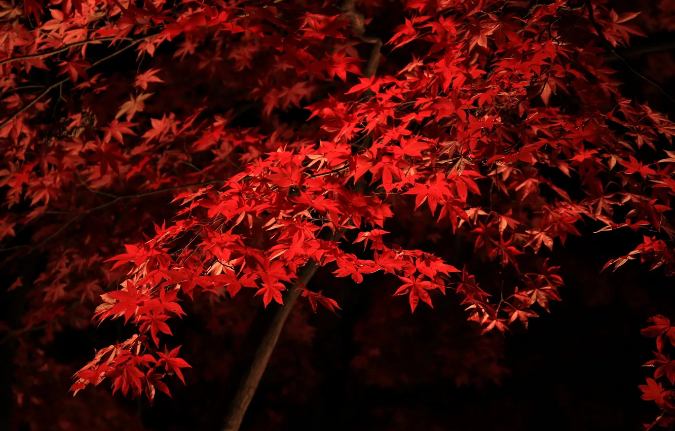 Фото обои осень, листья, дерево, клен, багрянец