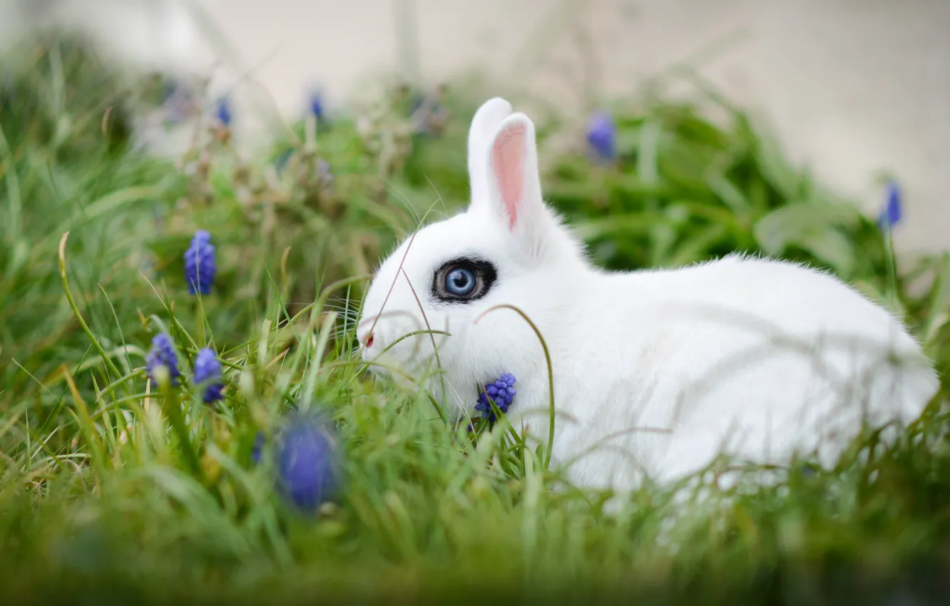 Фото обои белый, трава, цветы, кролик, боке, белый кролик