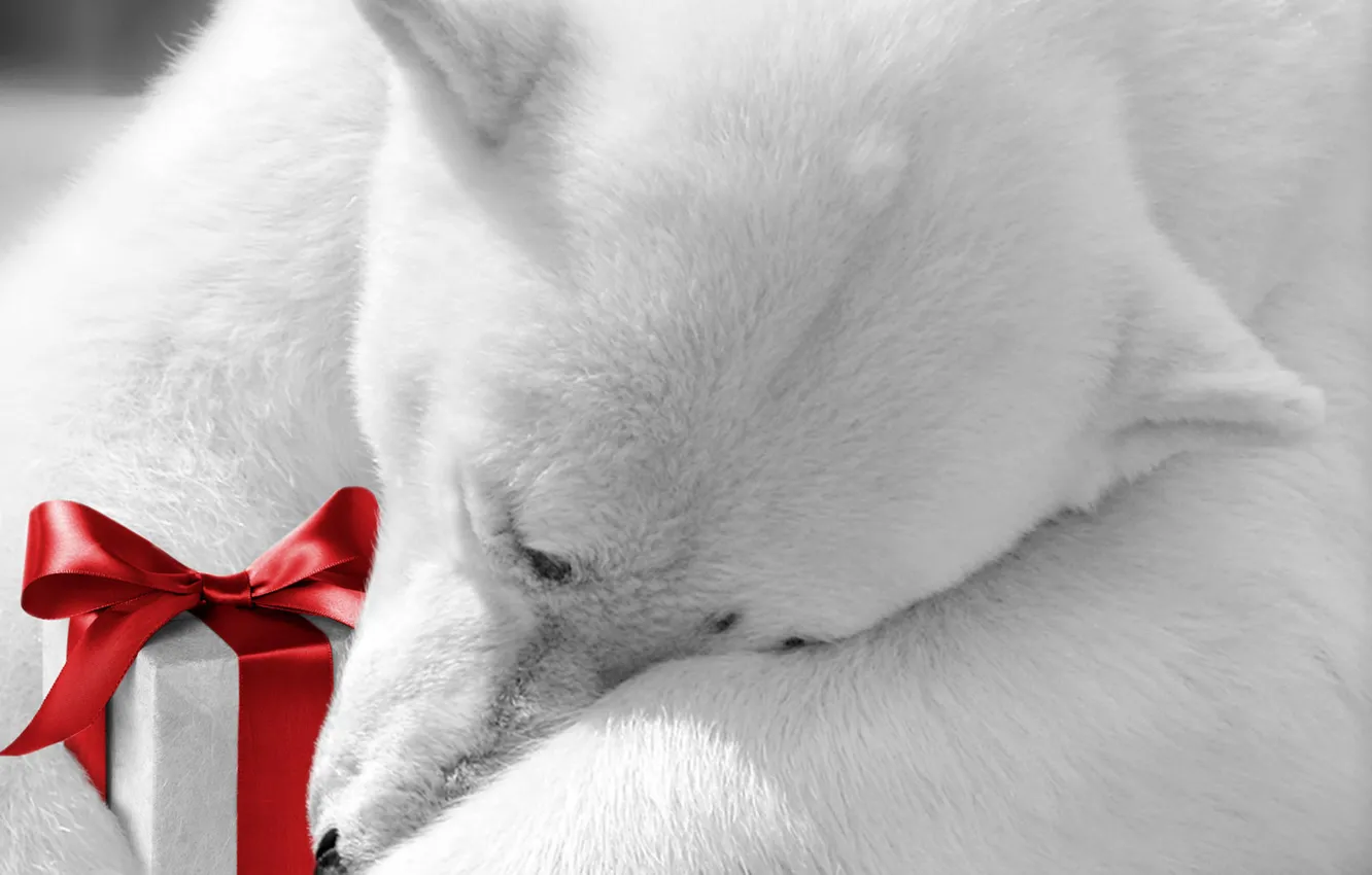 Фото обои животные, праздник, подарок, белый медведь, бантик