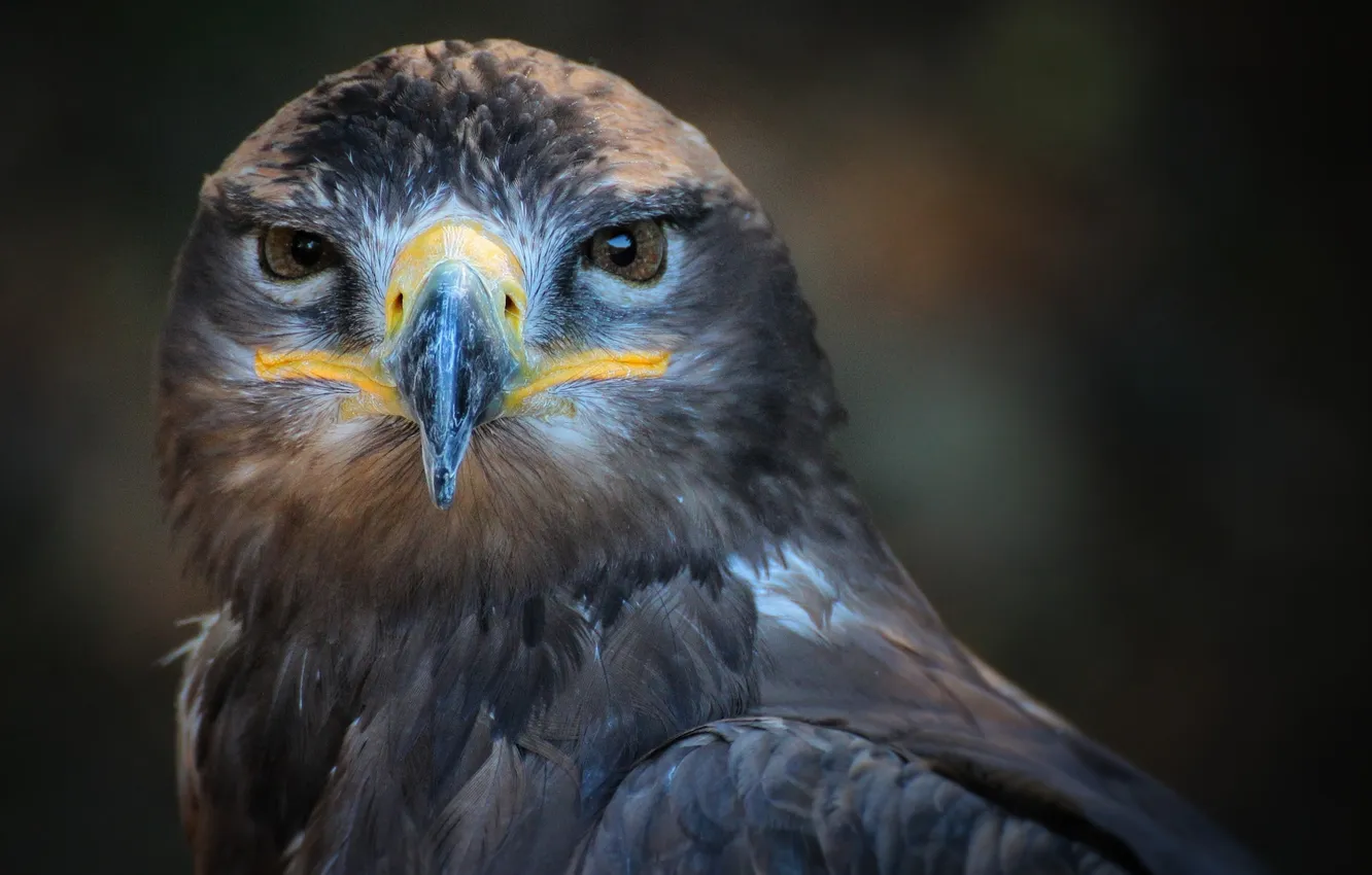 Фото обои bird, animal, look