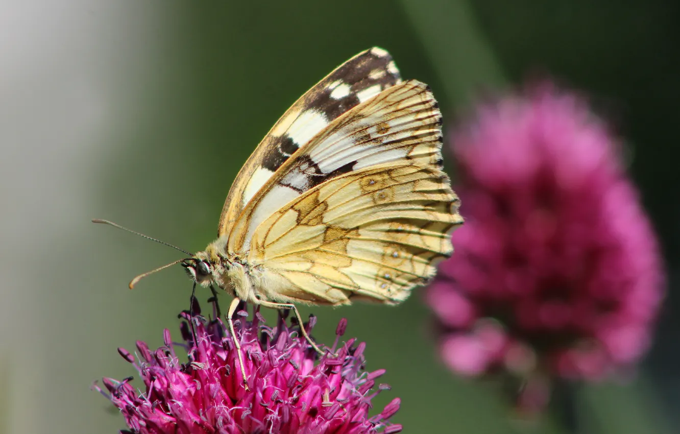 Фото обои flower, butterfly, insect