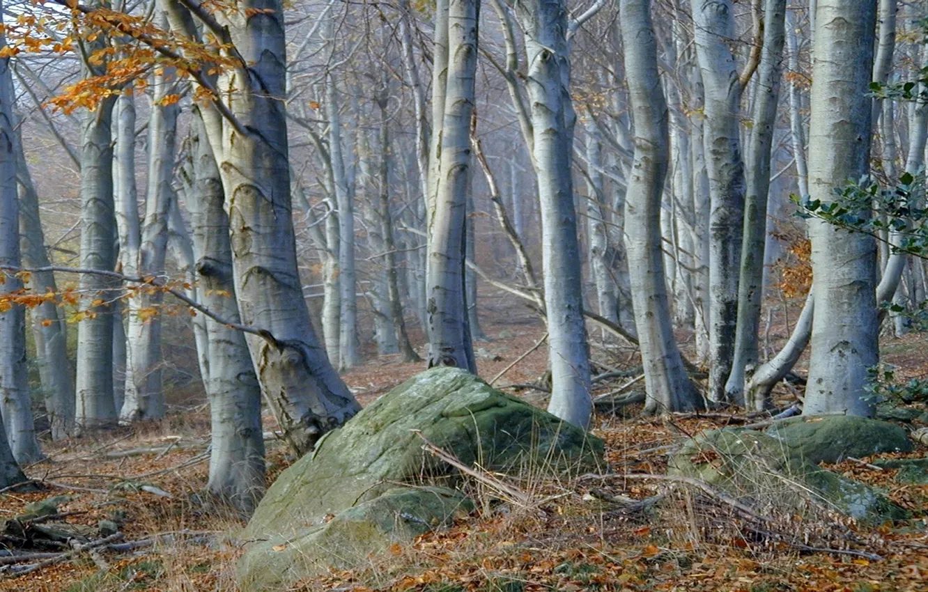 Фото обои лес, трава, деревья, камни