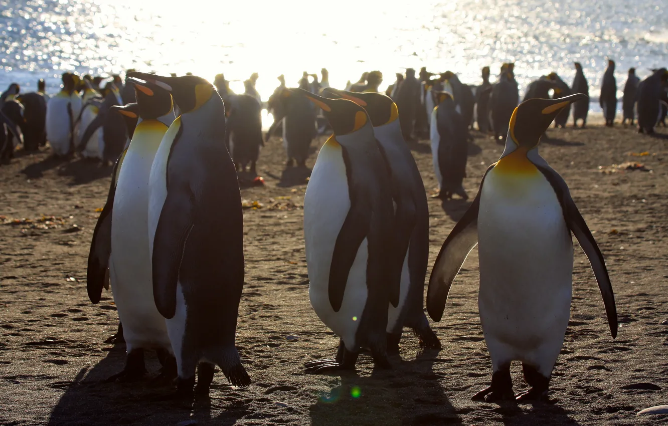 Фото обои свет, птицы, берег, стая, пингвины, пингвин, много, тусовка