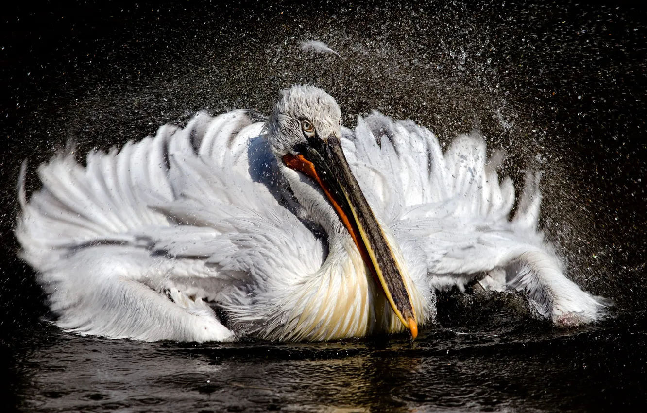 Фото обои вода, брызги, птица, водоем, взмах, пеликан