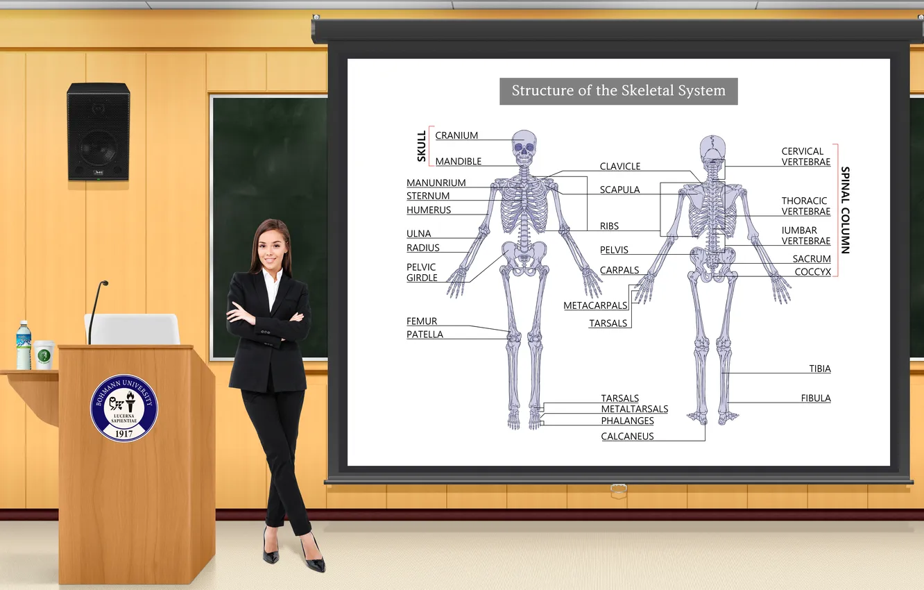 Фото обои girl, woman, professor, teacher, university, lecture, Structure of the Skeletal System, lcture hall
