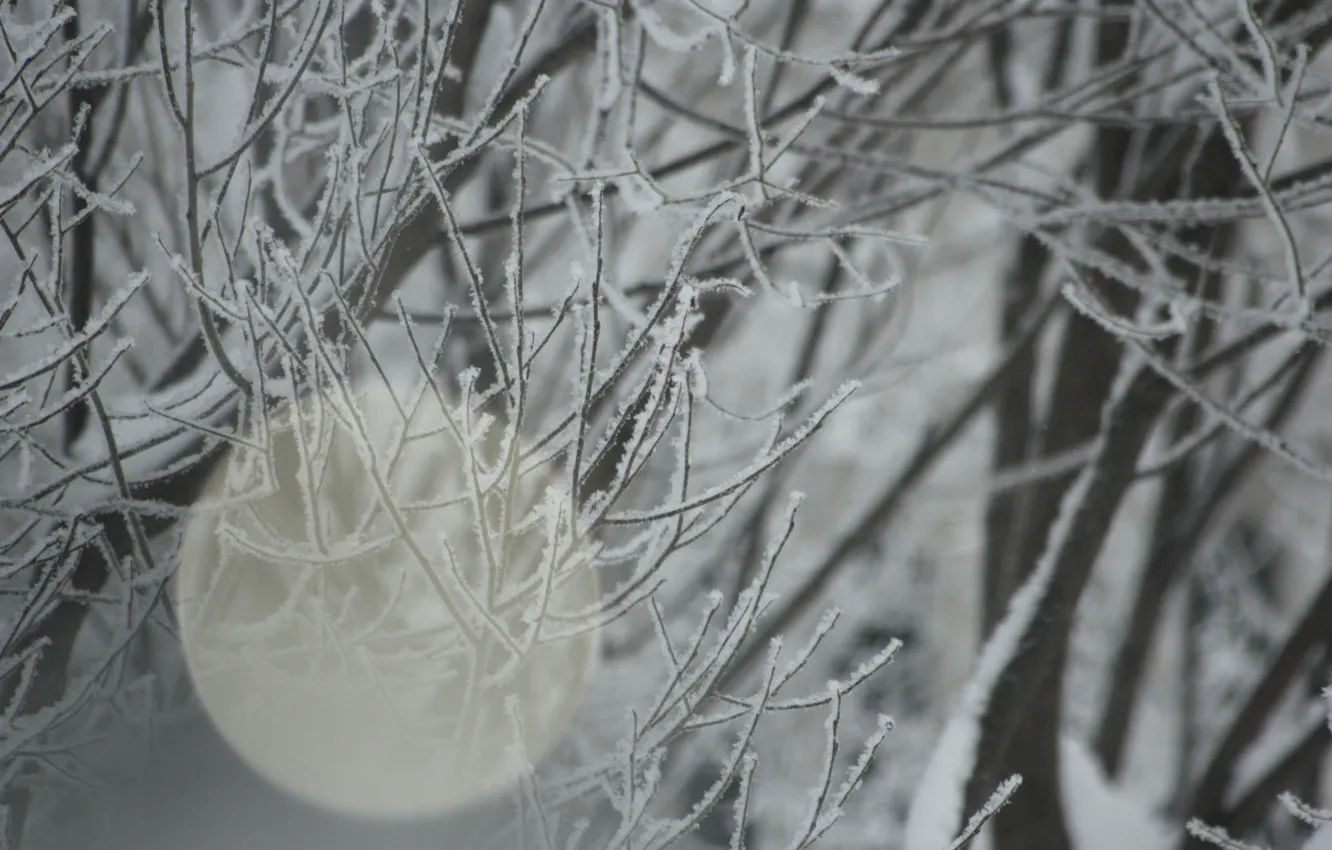 Фото обои зима, иней, снег, ветви, блик, ива
