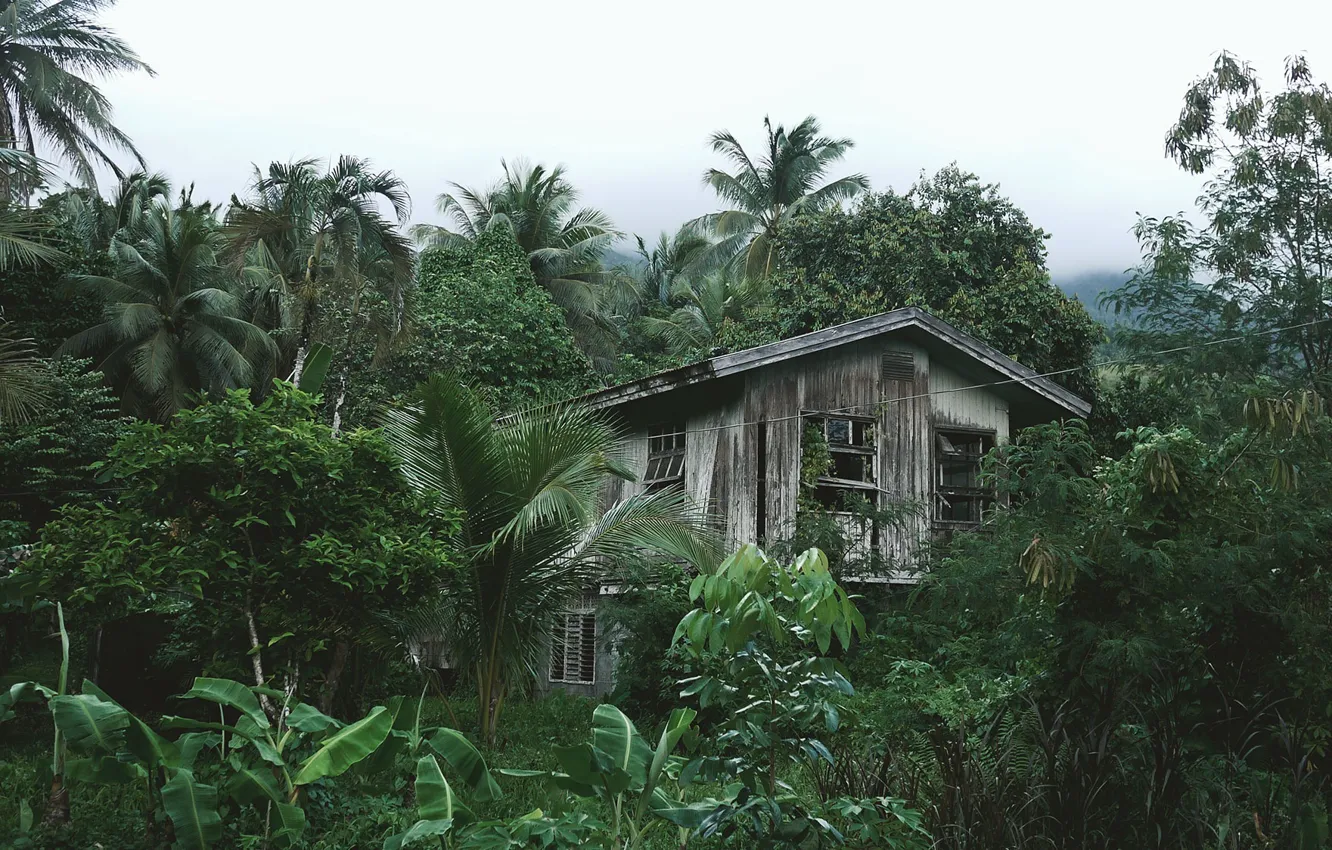 Фото обои лес, деревья, дом, тропики, пальмы, джунгли, развалины, хижина
