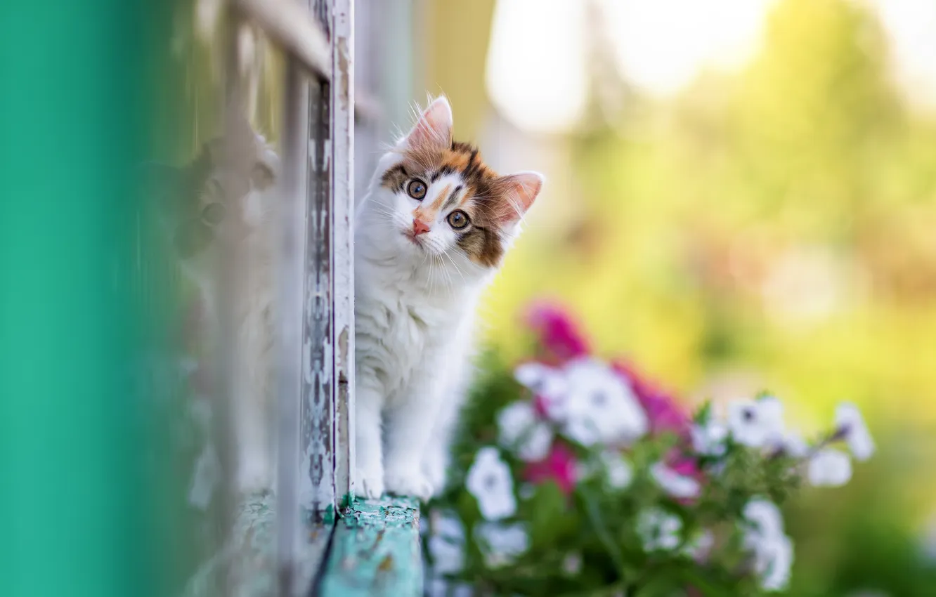 Фото обои взгляд, цветы, отражение, окно, котёнок