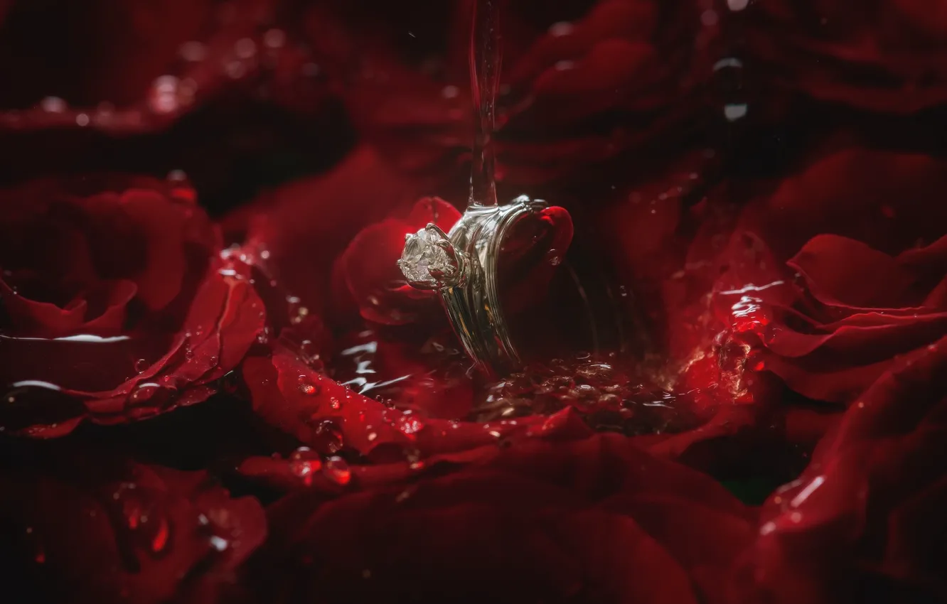 Фото обои вода, роза, лепестки, кольцо