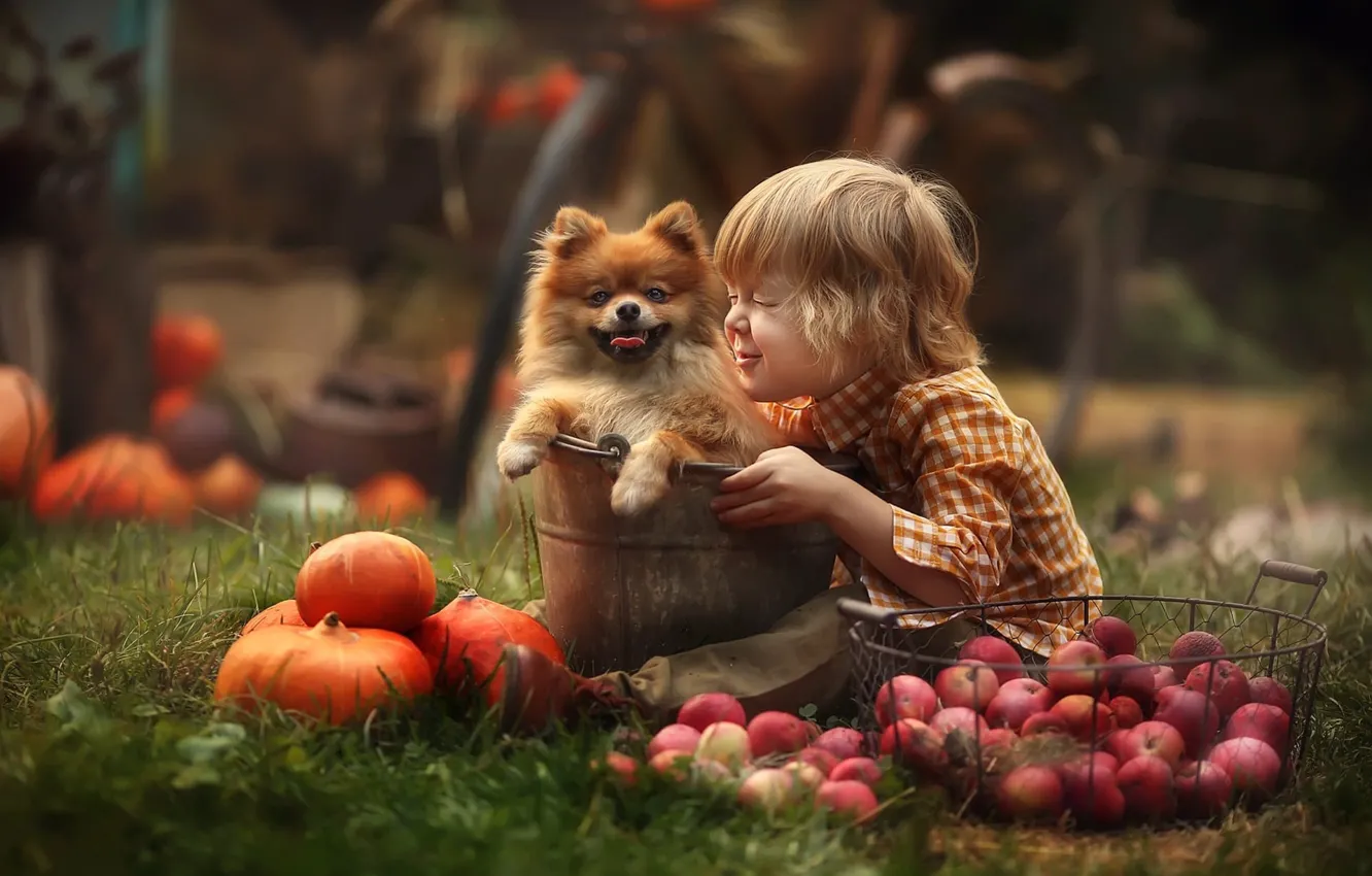 Фото обои настроение, яблоки, собака, мальчик, ведро, тыквы, пёсик, Любовь Пятовская
