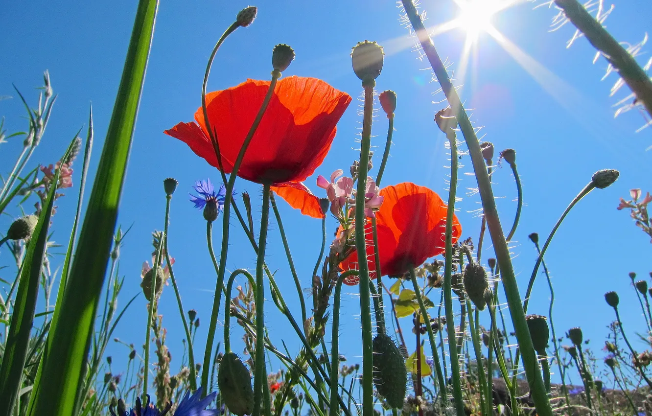 Фото обои поле, небо, трава, солнце, макро, лучи, цветы, маки