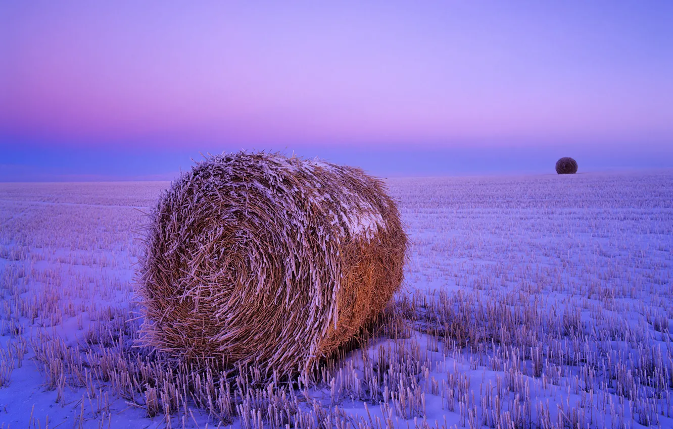 Фото обои иней, пшеница, поле, осень, небо, снег, рассвет, урожай