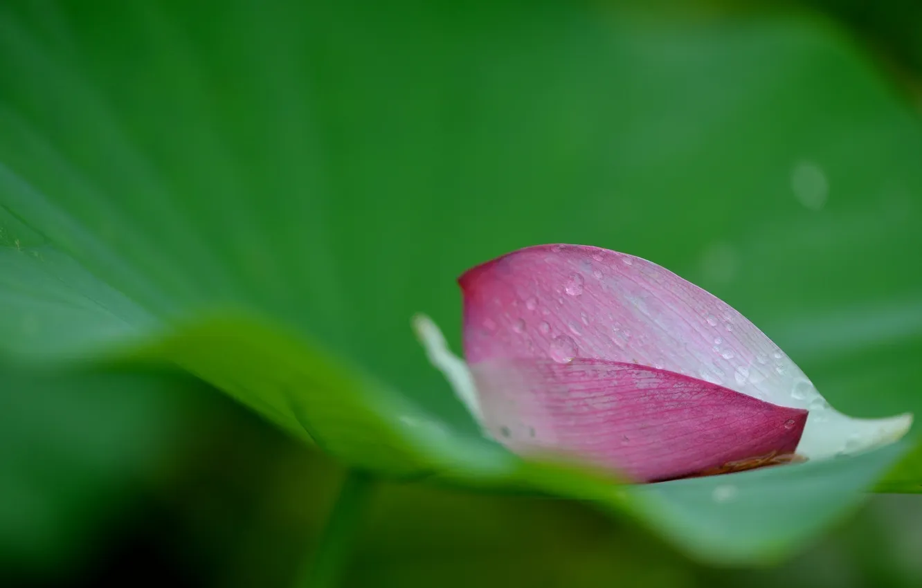 Фото обои макро, капельки, листок, лепесток, macro, sheet, росинки, petal drops of dew