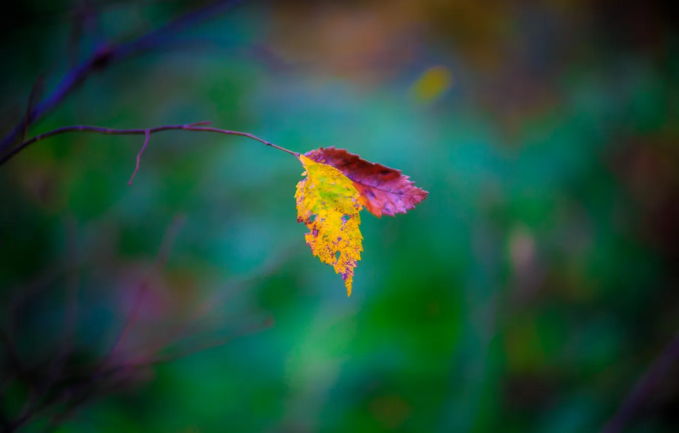 Фото обои осень, листья, фон, ветка