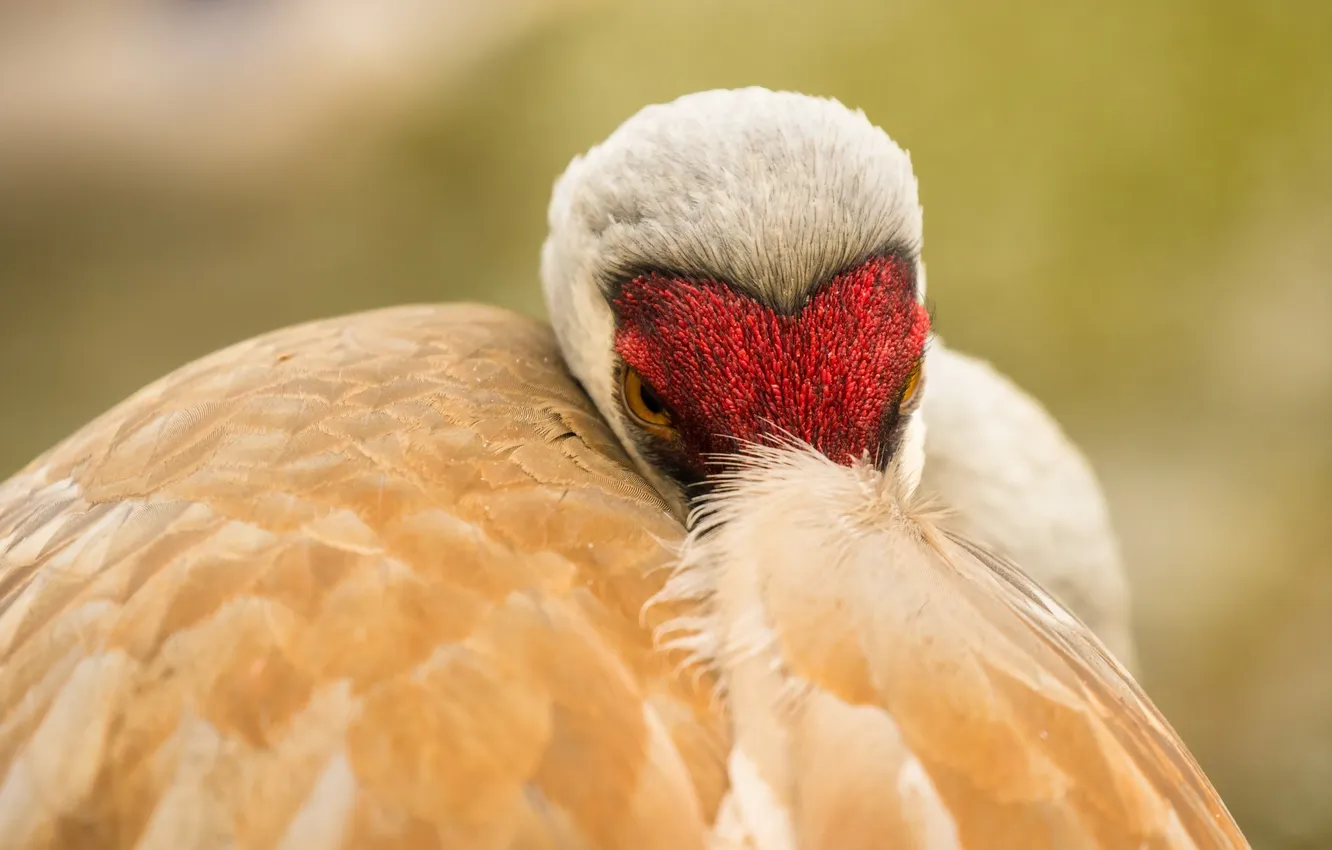 Фото обои природа, птица, sandhill crane