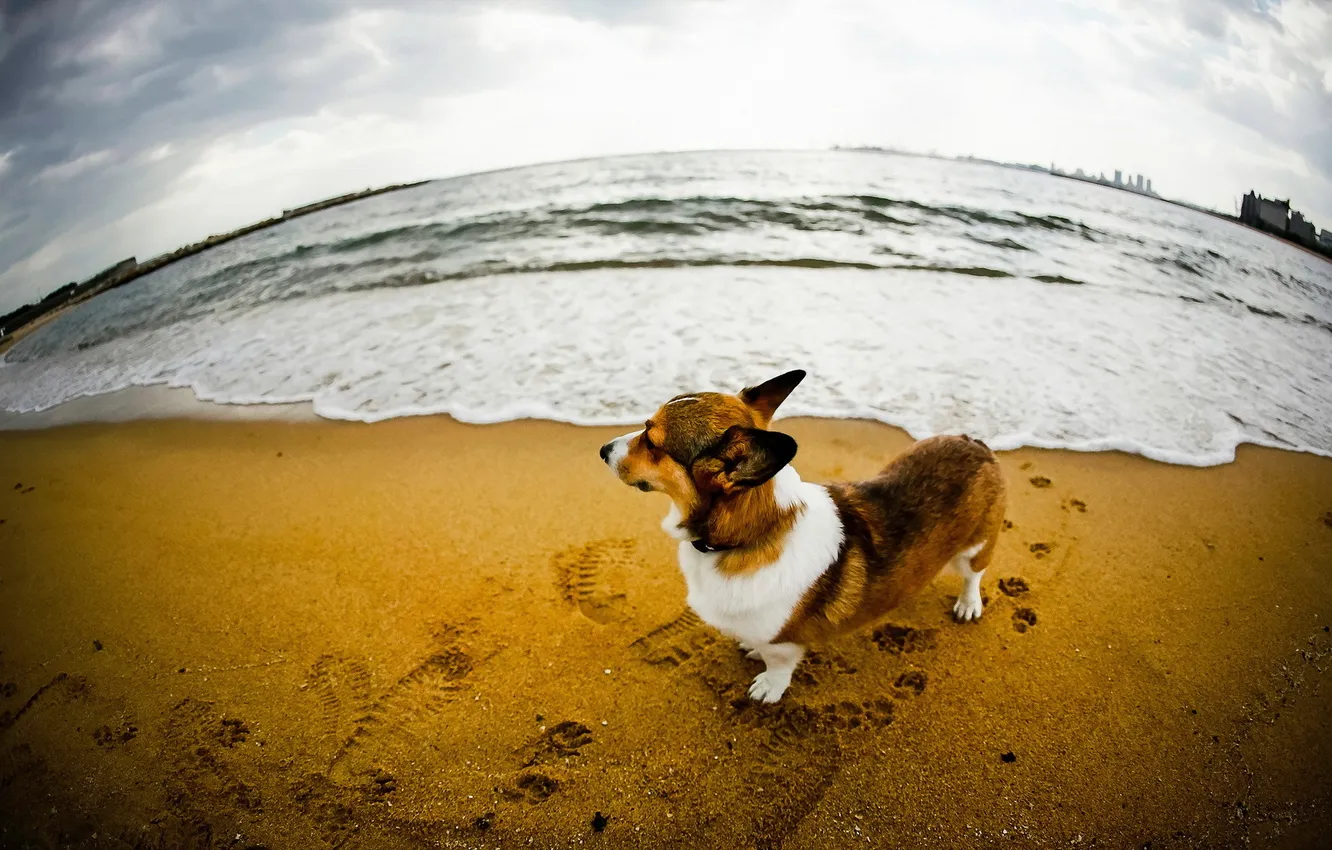 Фото обои песок, река, собака