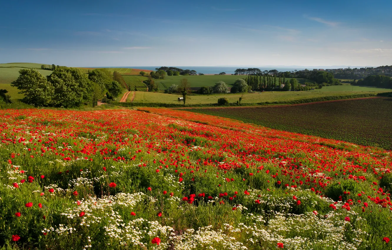 Фото обои деревья, цветы, поля, Англия, маки, ромашки, луг, England