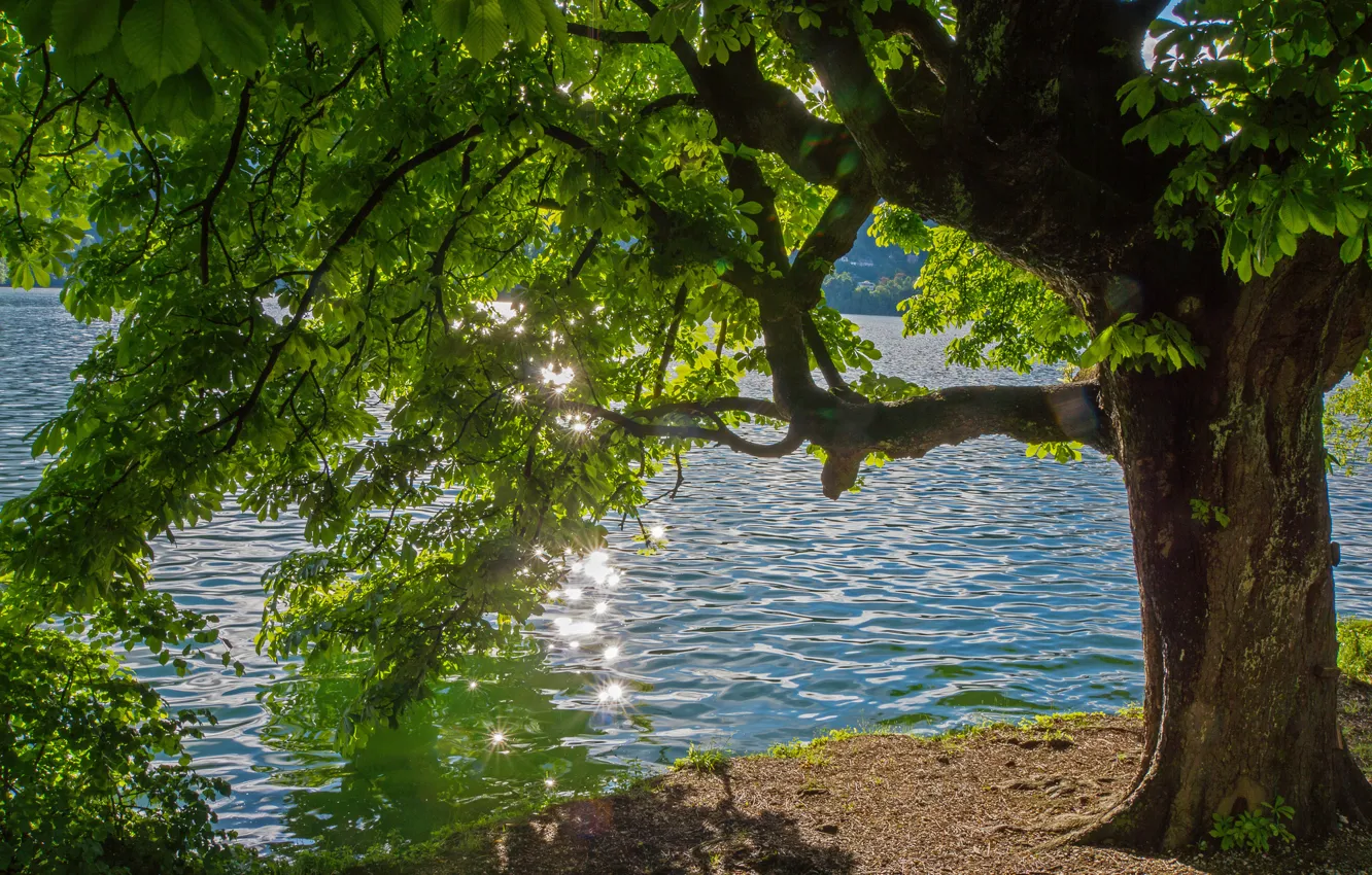 Фото обои лето, блики, река, дерево