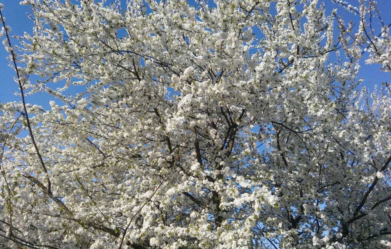 Фото обои цветы, дерево, весна, красотища