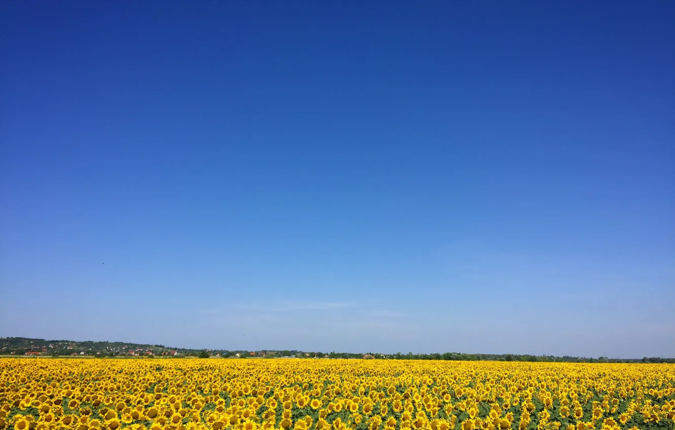 Фото обои лето, красота, простор, summer, beauty, blue sky, голубое небо, поле подсолнухов