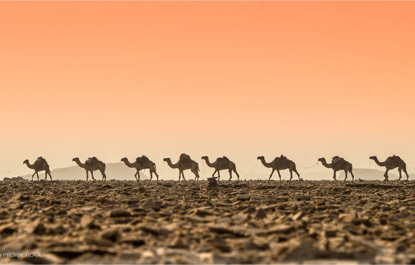 Фото обои пустыня, жара, Караван, верблюды
