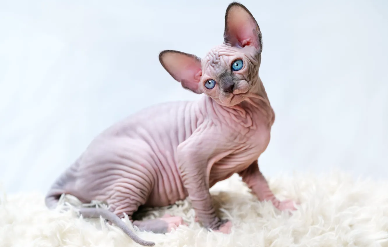 Фото обои кошка, поза, котенок, мех, голубые глаза, мордашка, сидит, сфинкс