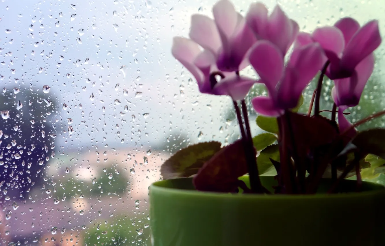 Фото обои flower, rain, macro, drops