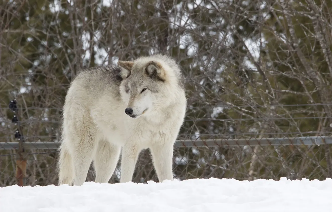 Фото обои nature, predator, animal, wolf, wildlife, portrait, portrait., Canis lupus. face
