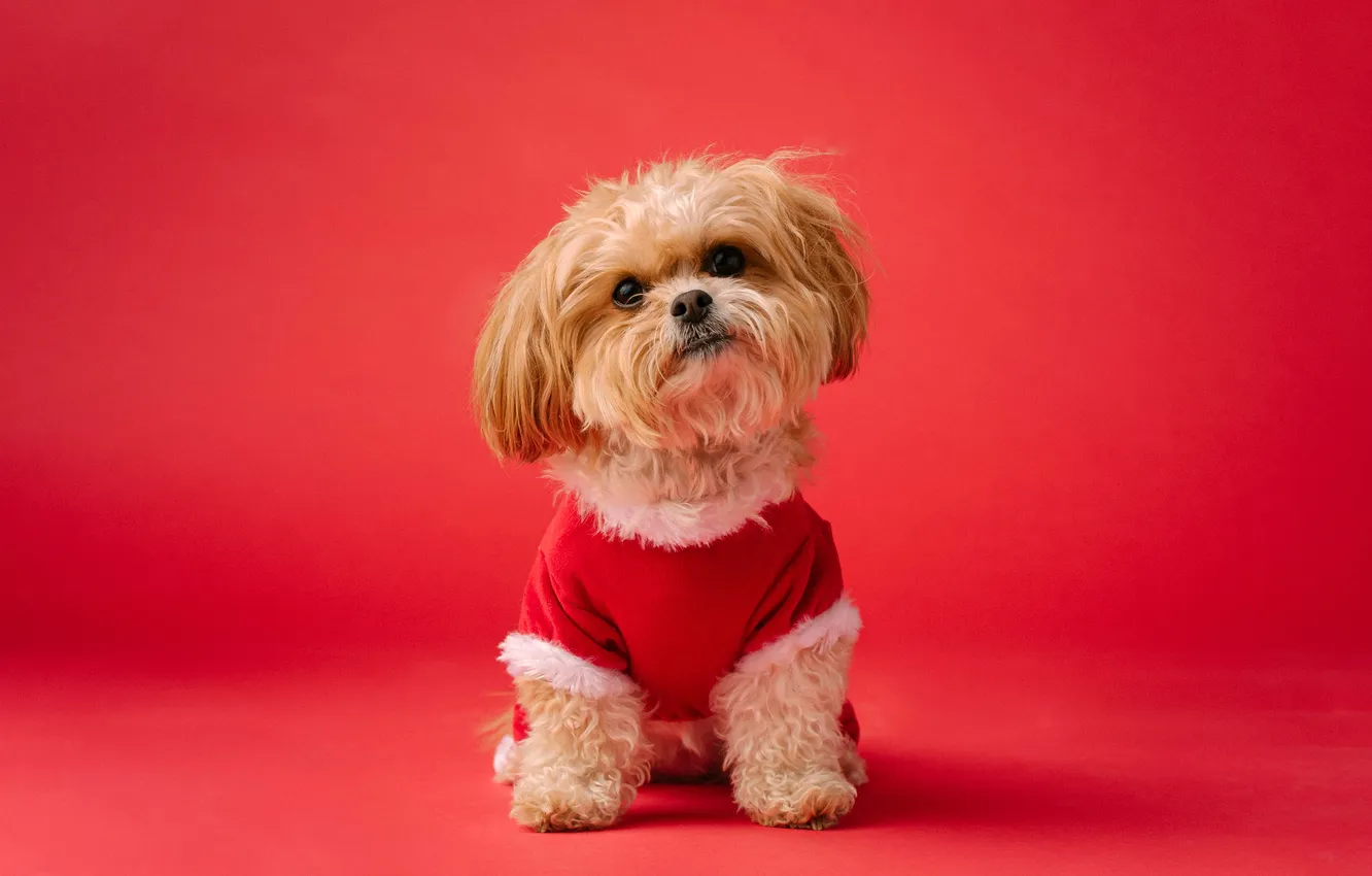 Фото обои Red aesthetic, Shih Tzu, Cute dog
