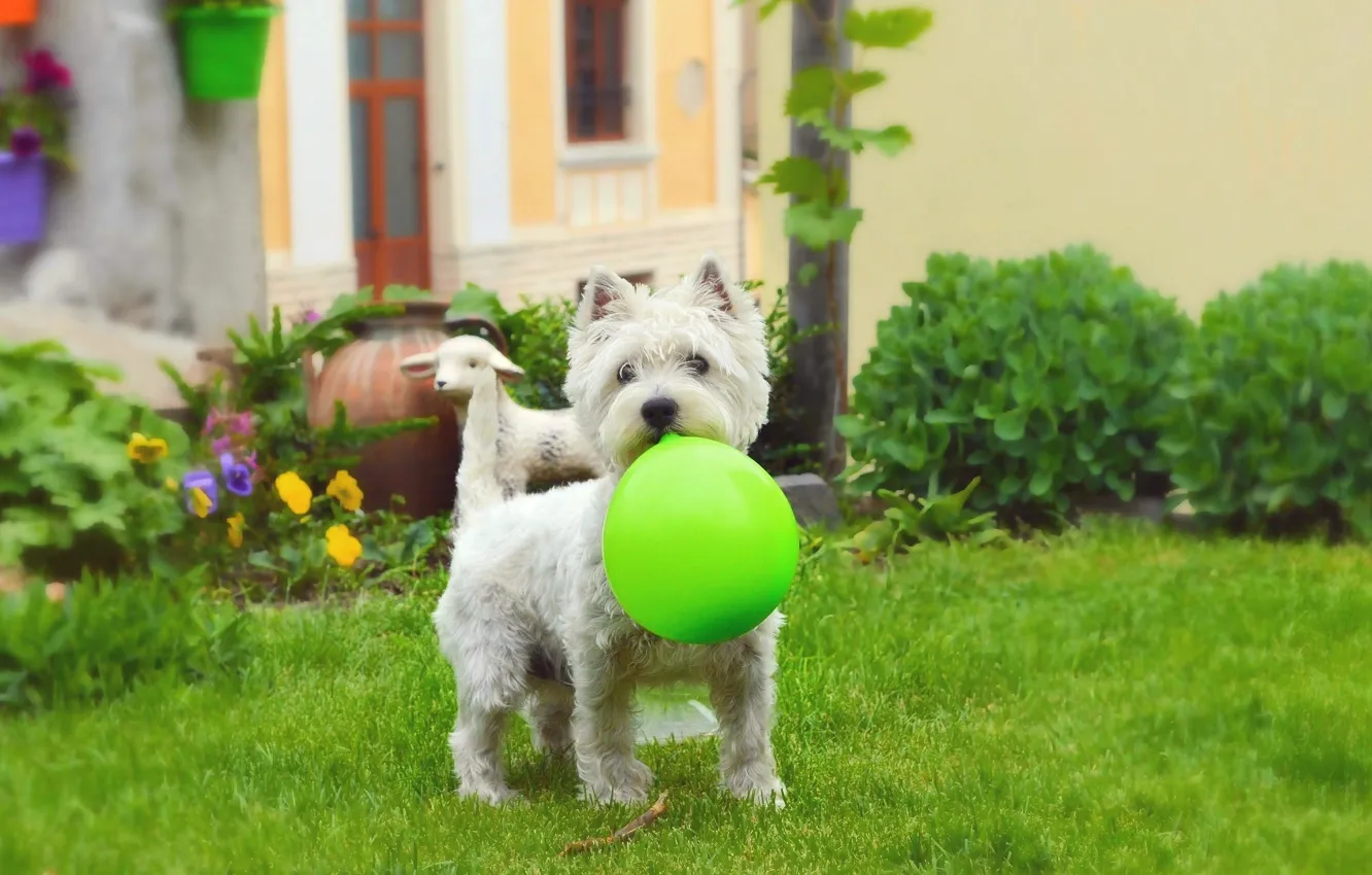 Фото обои трава, Шар, Собачка, Dog, Grass, воздушный шарик, Вест-хайленд-уайт-терьер