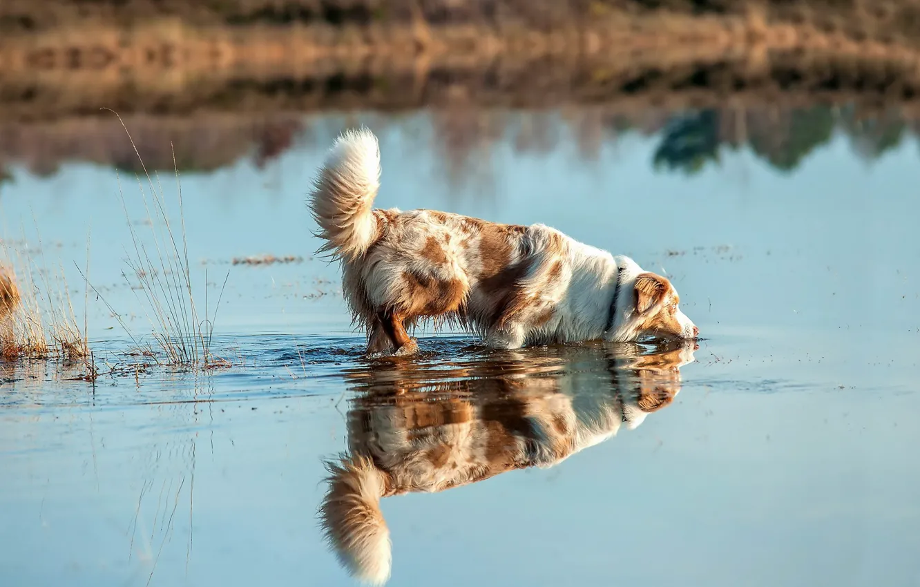 Фото обои Вода, Собака, Озеро, Жажда, Друг человека