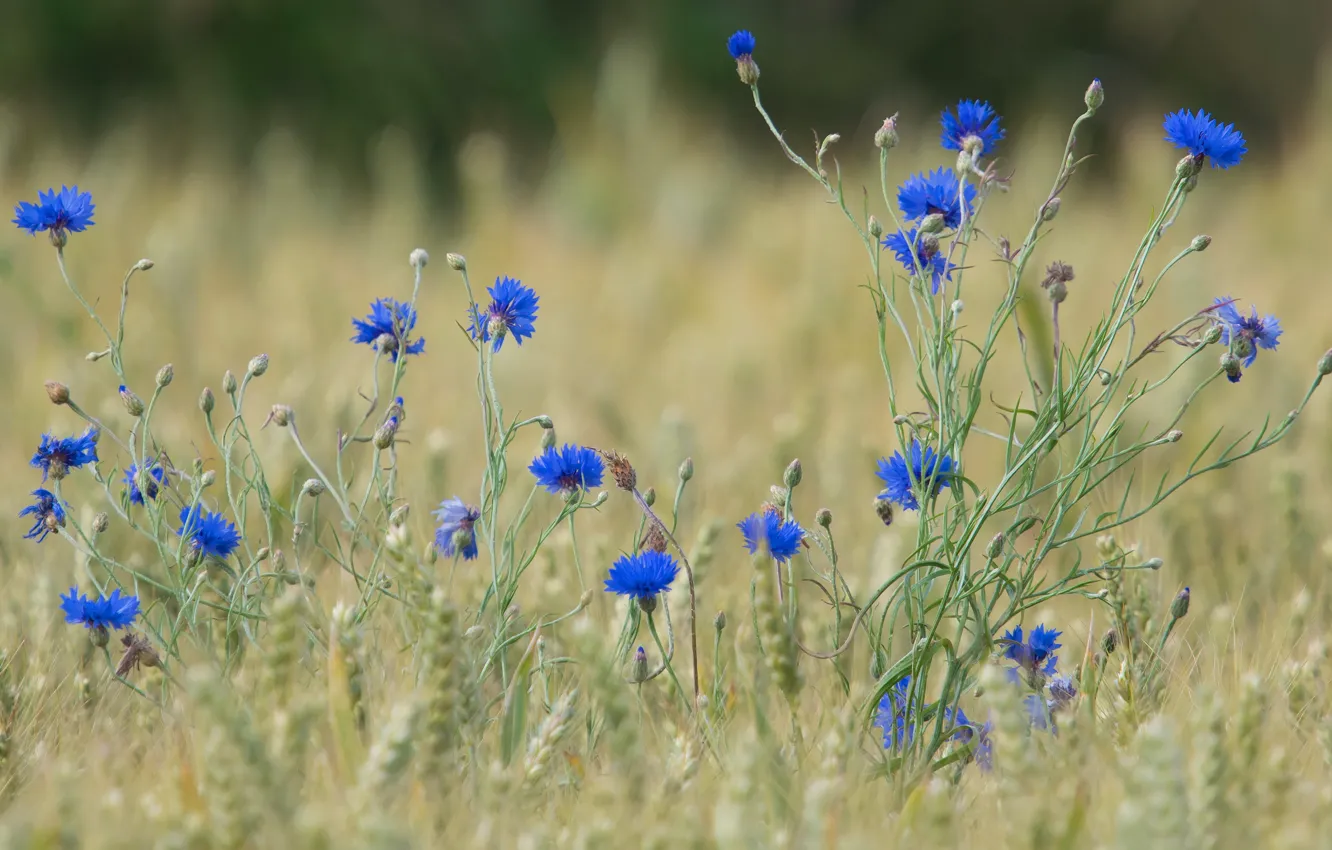 Фото обои поле, лето, цветы, поляна, голубые, колосья, злаки, синие